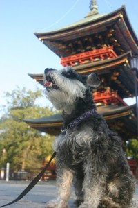 2013 11 28 10 200x300 成田山新勝寺に行って来た・・・